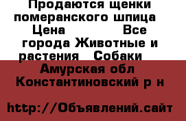 Продаются щенки померанского шпица › Цена ­ 45 000 - Все города Животные и растения » Собаки   . Амурская обл.,Константиновский р-н